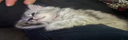 Mixed Breed cats for sale: Rare Silver Smoke Longhair  **  Breed Cross - Advert 6