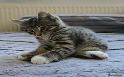 Mixed Breed cats for sale: ✨ Meet This Handsome Little Boy ✨ - Advert 2