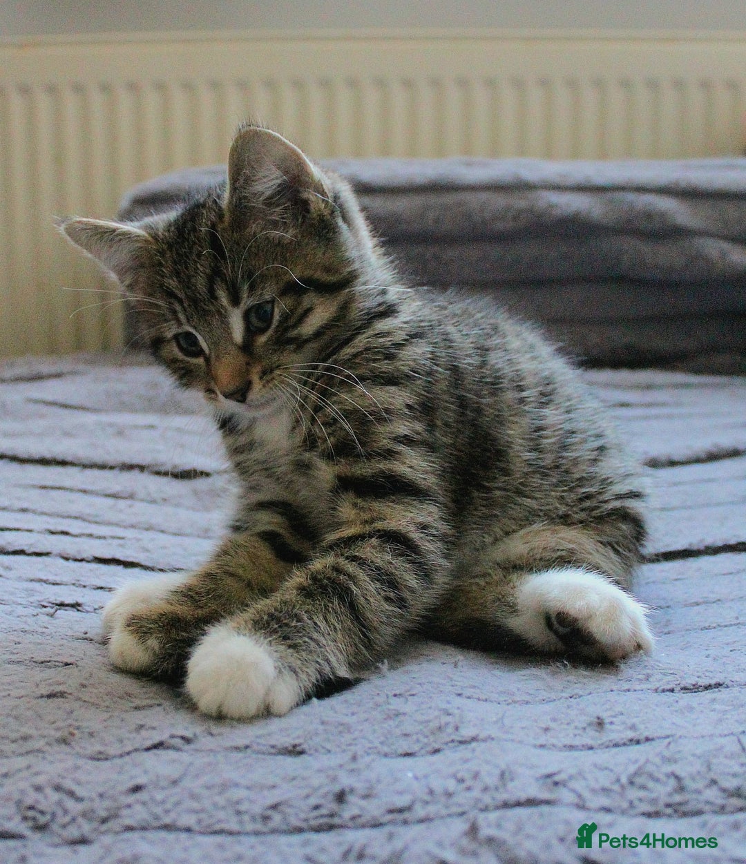 Mixed Breed cats for sale: ✨ Meet This Handsome Little Boy ✨ - Advert 2