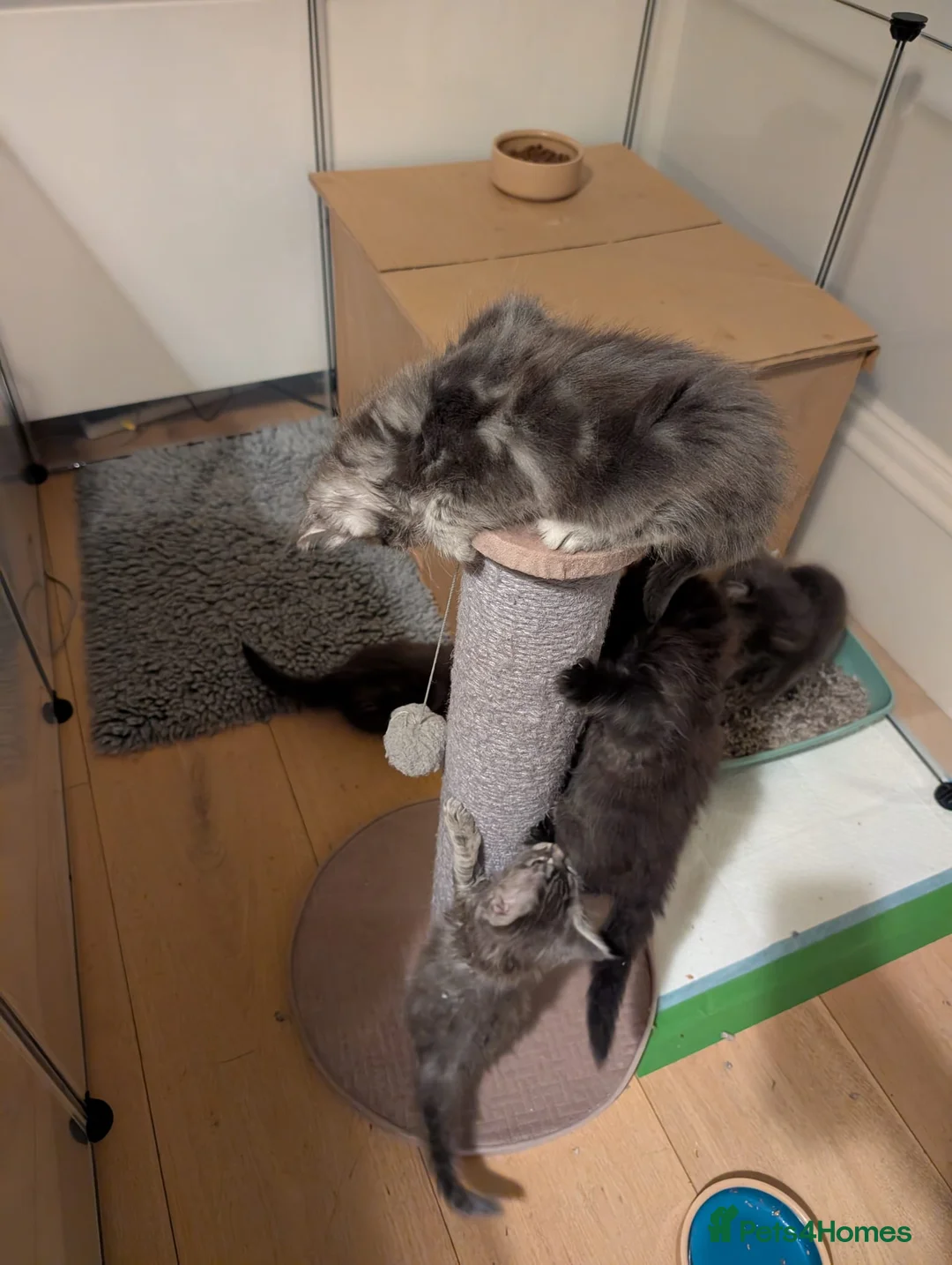 Maine Coon cats for sale: PURE BREED MAINE COON KITTENS READY EARLY MARCH - Advert 3