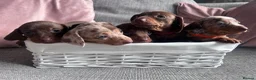 Miniature Dachshund dogs for sale: Miniature dachshunds  - Advert 3