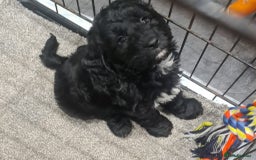 Cockapoo dogs for sale: Cockerpoo - Image 15