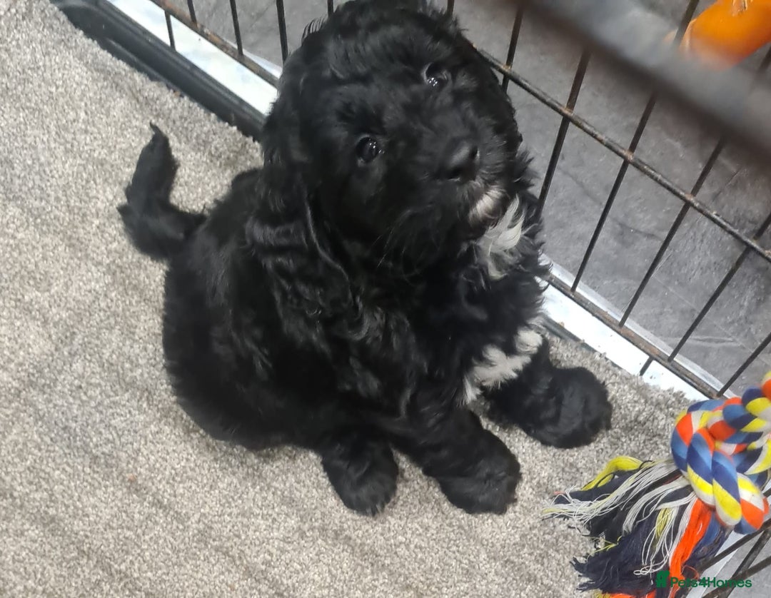 Cockapoo dogs for sale: Cockerpoo - Image 15