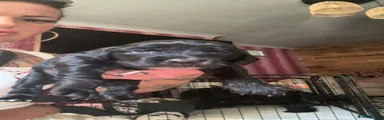 Cockapoo 1