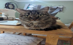 Domestic Shorthair cats for sale: Beautiful cats need rehoming  - Image 1