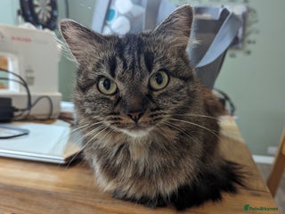 Domestic Shorthair cats - Advert 30