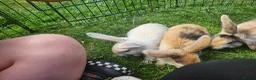 Mixed Breed rabbits for sale: Ready now. Mixed breed lops for sale. - Advert 13