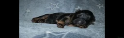 German Shepherd dogs for sale: KC, parents health Tested German shepherd Puppies  - Advert 14