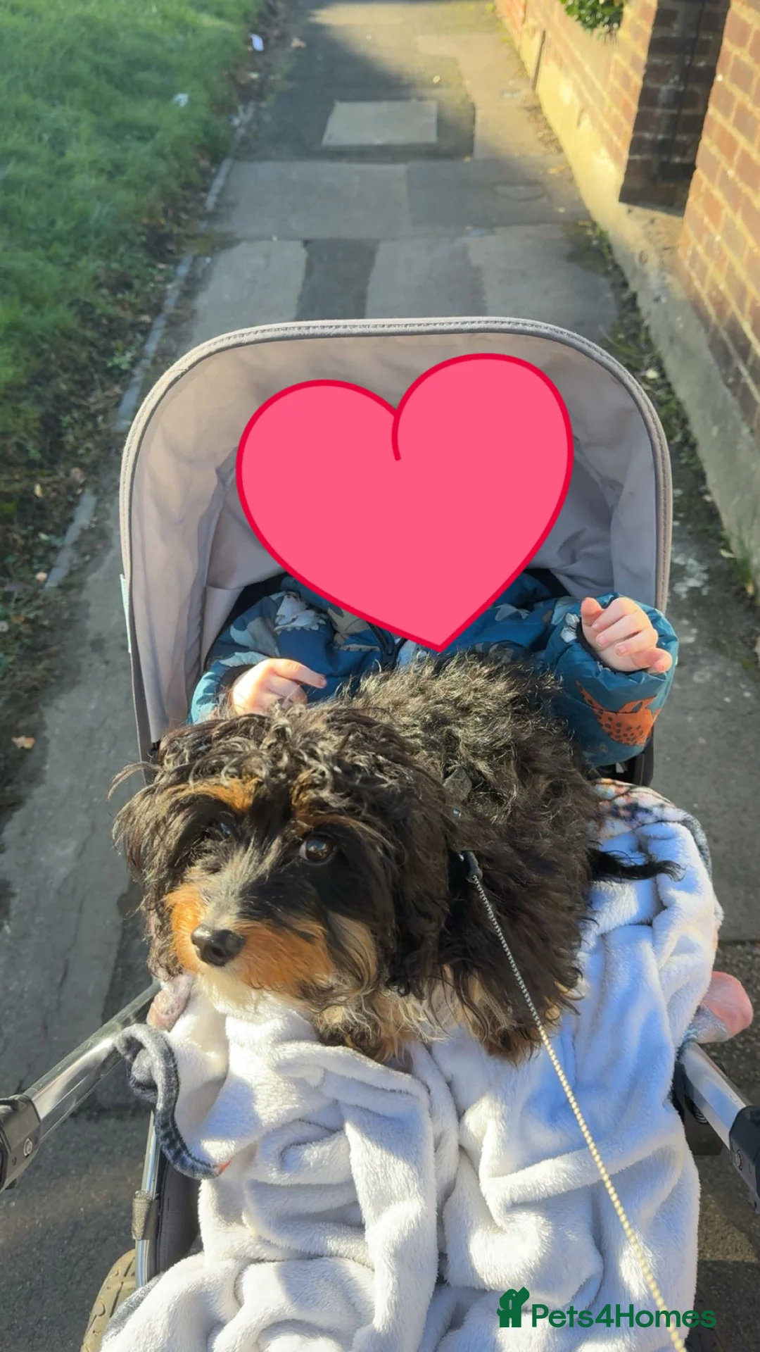 Doxiepoo dogs for sale: Doxipoo for sale  - Advert 5