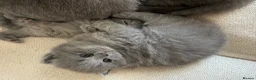 British Shorthair cats for sale: Pure Pedigree Blue BSH Kittens GCCF  - Advert 3