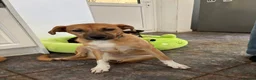 Mixed Breed dogs for adoption: Georgie needs a doggy sibling 💙 - Advert 4