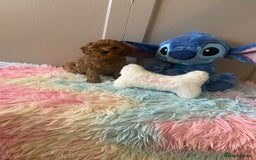 Cavapoo dogs for sale: Gorgeous F2 cavapoo girls - Image 5