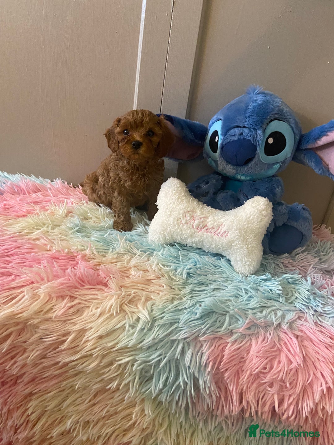 Cavapoo dogs for sale: Gorgeous F2 cavapoo girls - Image 5