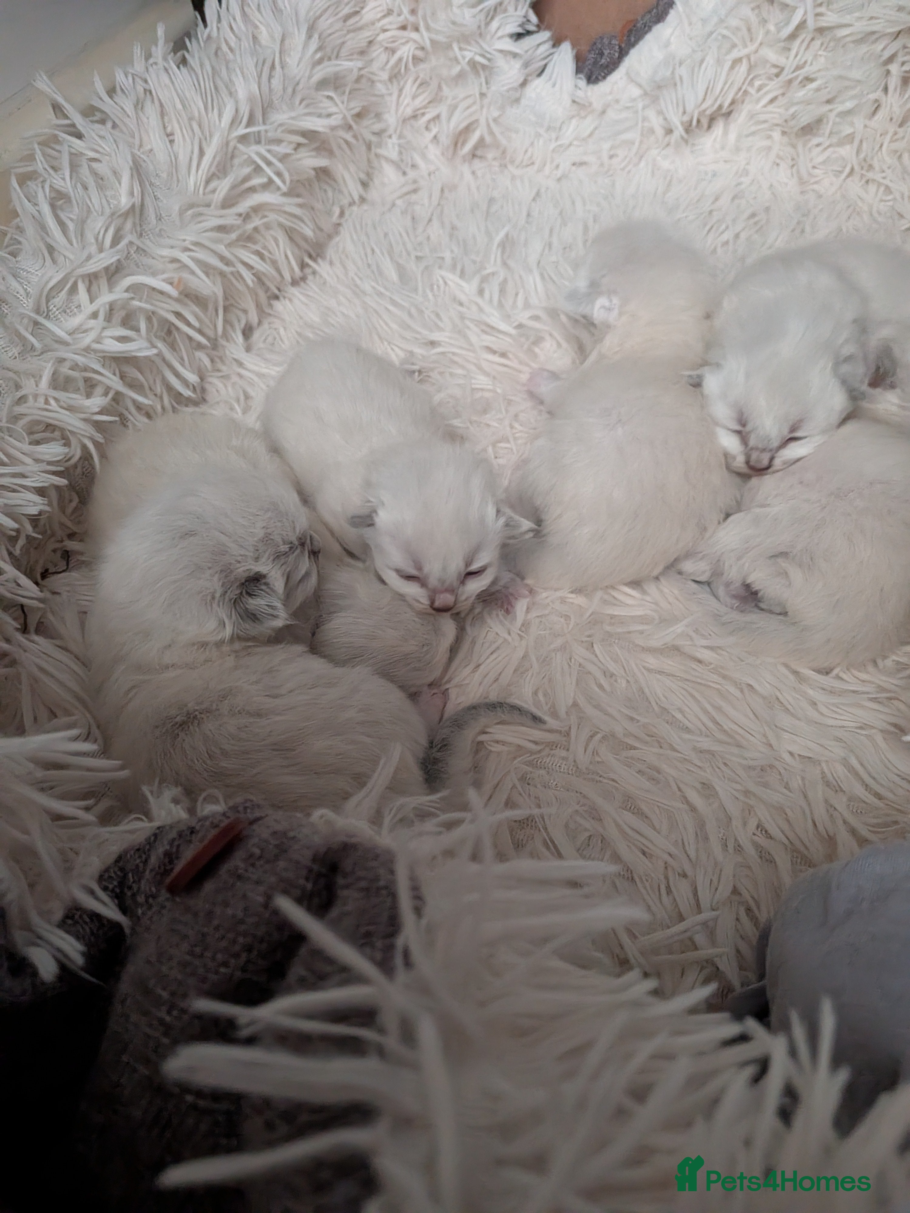 Ragdoll cats Ragdoll kittens  - Advert 2