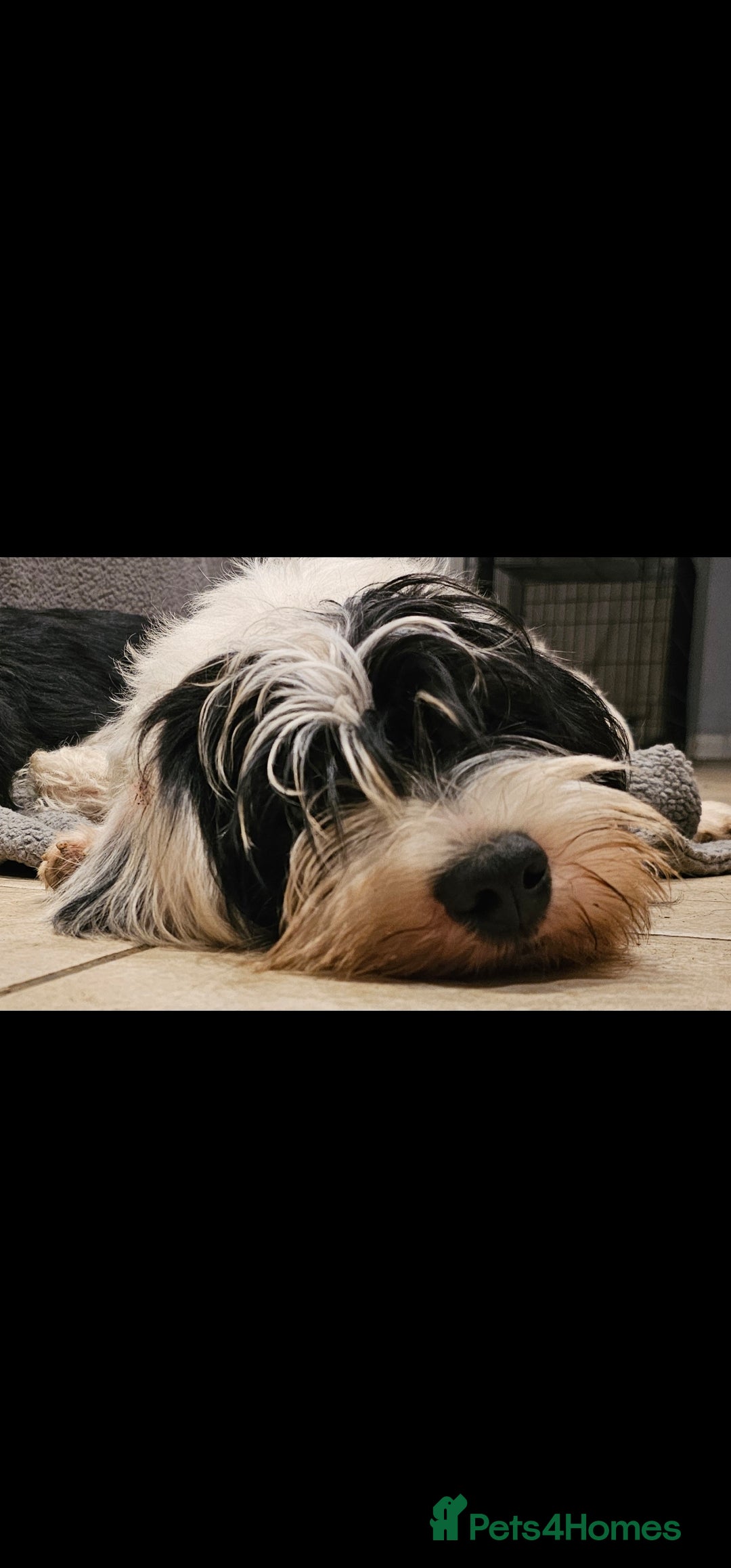 Mixed Breed dogs for sale: Mixed breed puppy. - Image 1