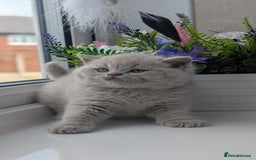 British Shorthair cats for sale: Best quality Gccf registered lilac kittens  - Image 1