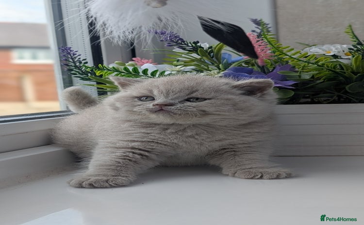 British Shorthair cats - Advert 2