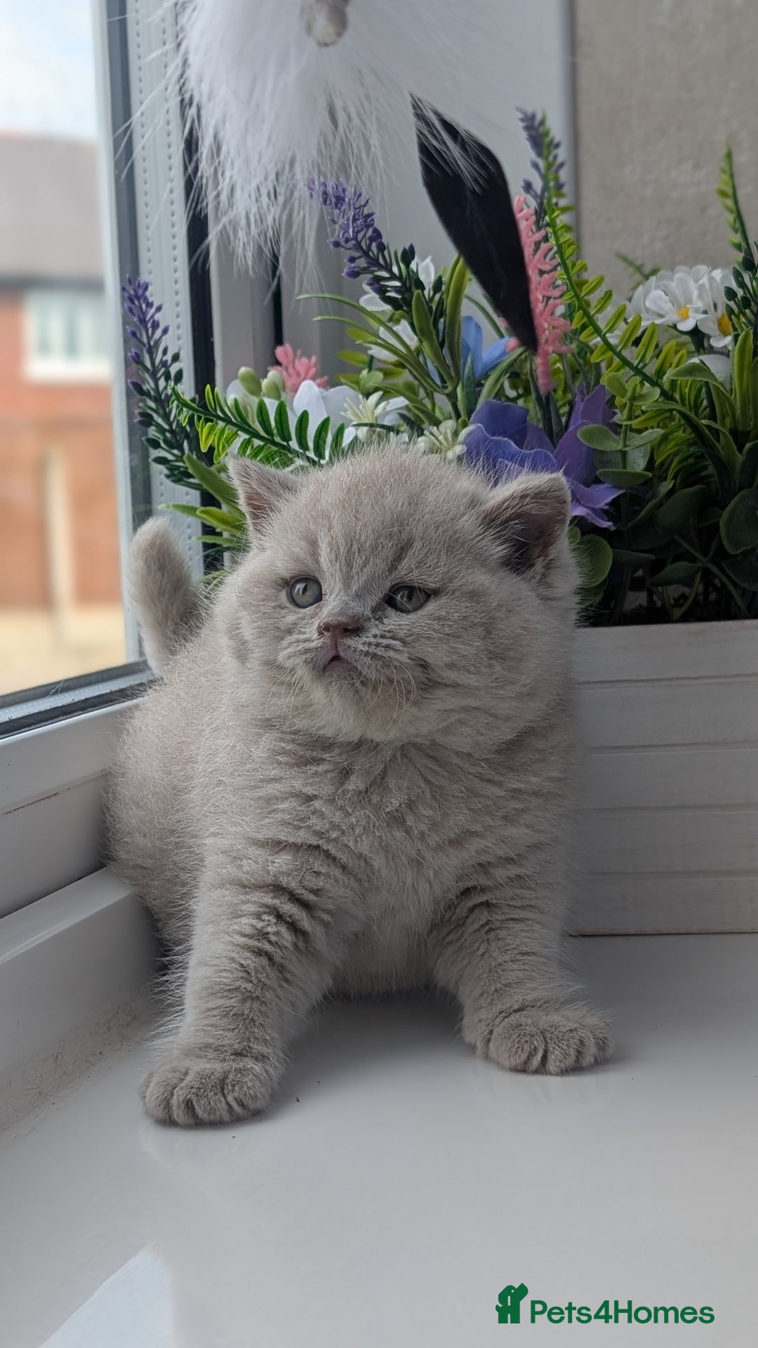British Shorthair cats for sale: Best quality Gccf registered lilac kittens  - Image 1