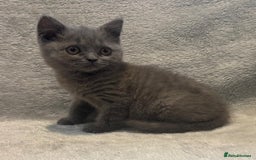 British Shorthair cats for sale: British short hair kittens  - Image 10