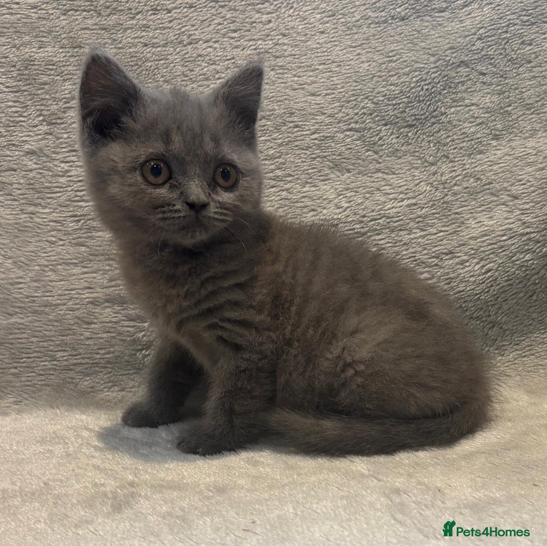 British Shorthair cats for sale: British short hair kittens  - Image 10