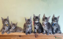 Maine Coon cats for sale: 💥Maine Coon,TICA ,CHAMPION RUSSIAN BLOODLINES💥 - Image 2