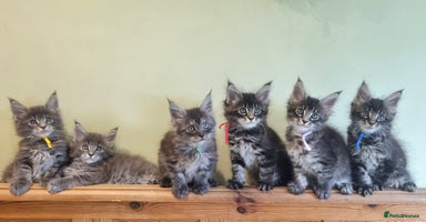 Maine Coon cats - Advert 2