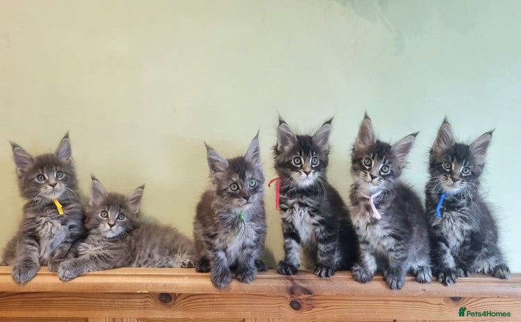 Maine Coon cats - Advert 5