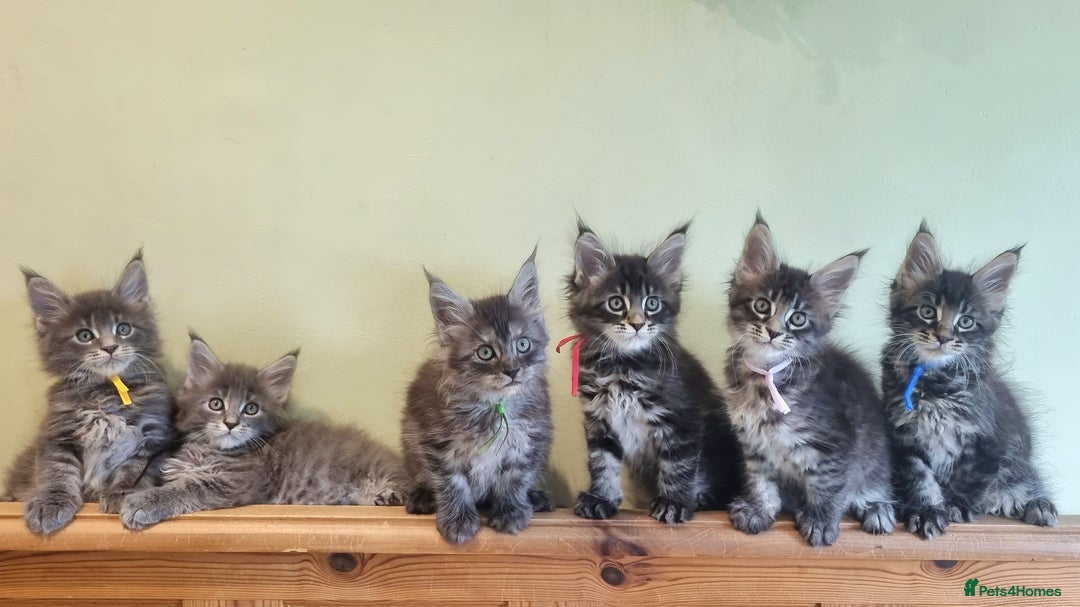 Maine Coon cats for sale: 💥Maine Coon,TICA ,CHAMPION RUSSIAN BLOODLINES💥 - Image 2