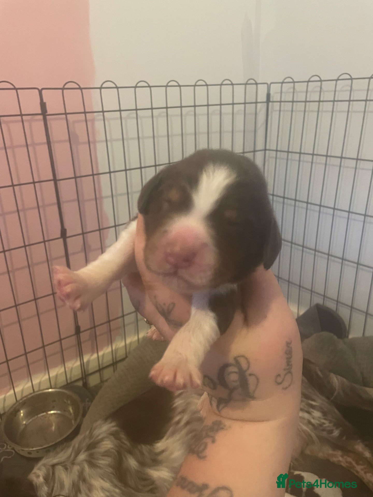 Cocker Spaniel dogs Cocker spaniel puppys 2 liver and white boys left  - Advert 14
