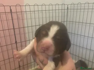 Cocker Spaniel dogs Cocker spaniel puppys 2 liver and white boys left - Advert 1