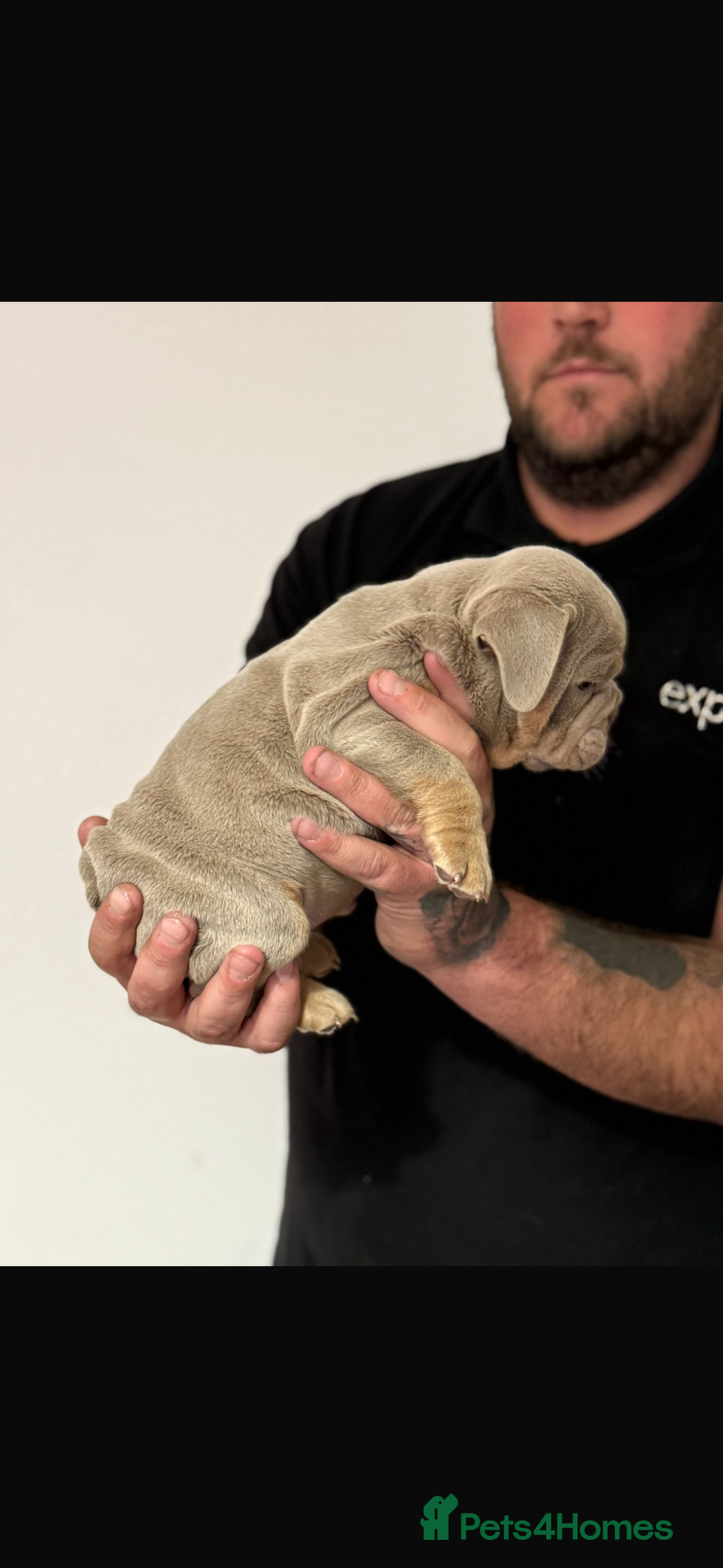 English Bulldog dogs for sale: Fully Suited Lilac & Tan boys  - Image 13