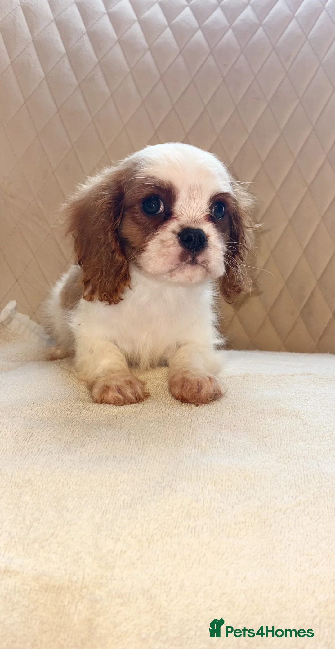 Cavalier King Charles Spaniel dogs for sale: Beautiful Cavalier King Charles boy for sale  - Advert 1