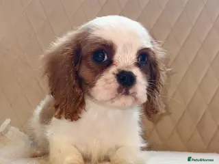 Cavalier King Charles Spaniel dogs Beautiful Cavalier King Charles boy for sale - Advert 1