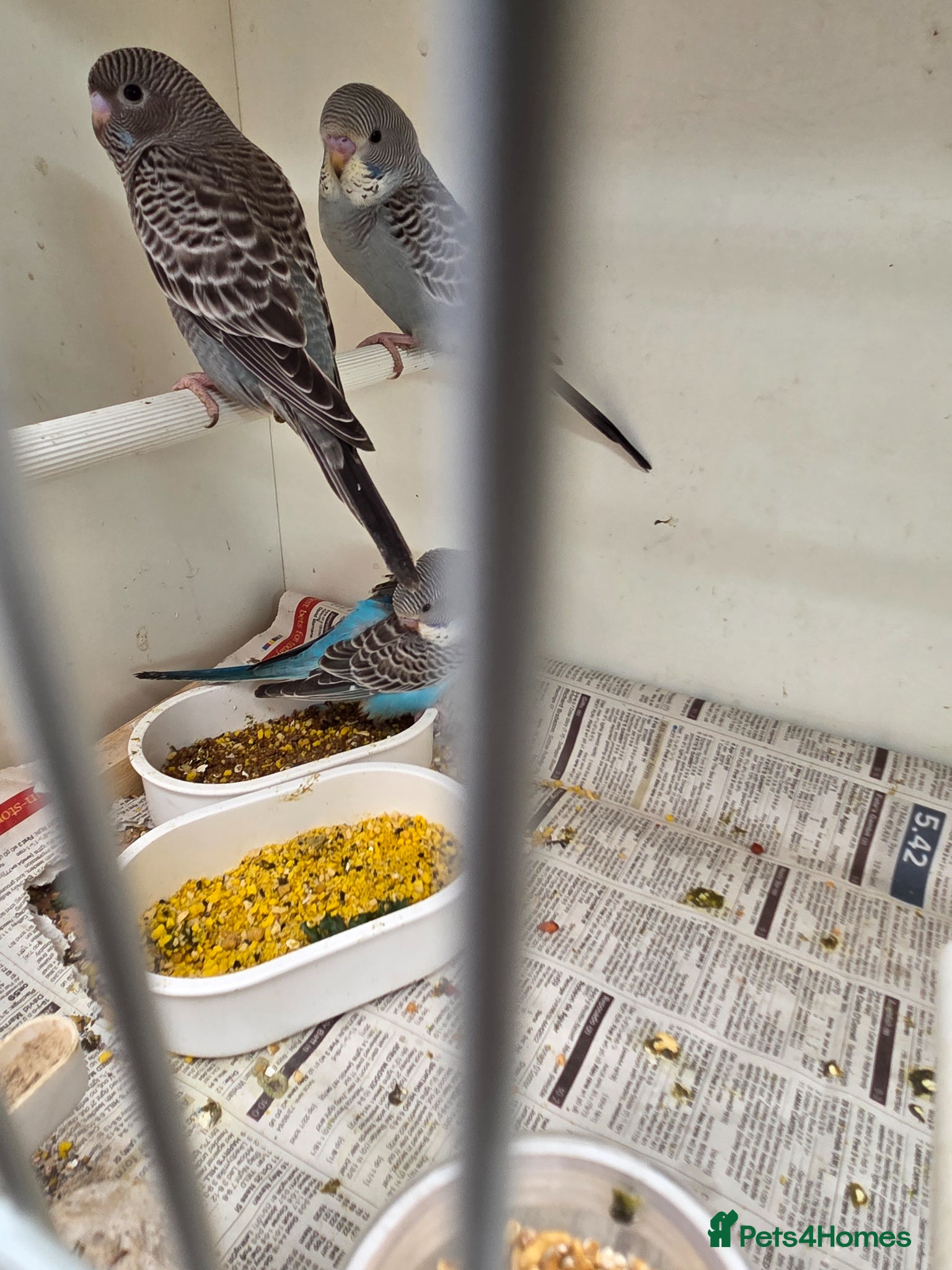 Budgerigars birds for sale: Blackface and blackface pieds split to blackface - Advert 2