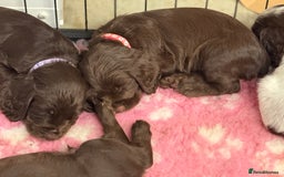 Cocker Spaniel dogs for sale: Working cocker spainel Puppys Ready to leave  - Image 6