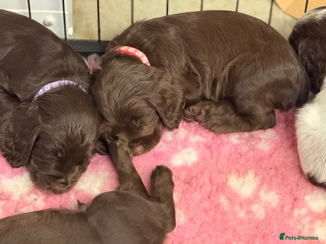 Cocker Spaniel dogs for sale: Working cocker spainel Puppys Ready to leave  - Image 6