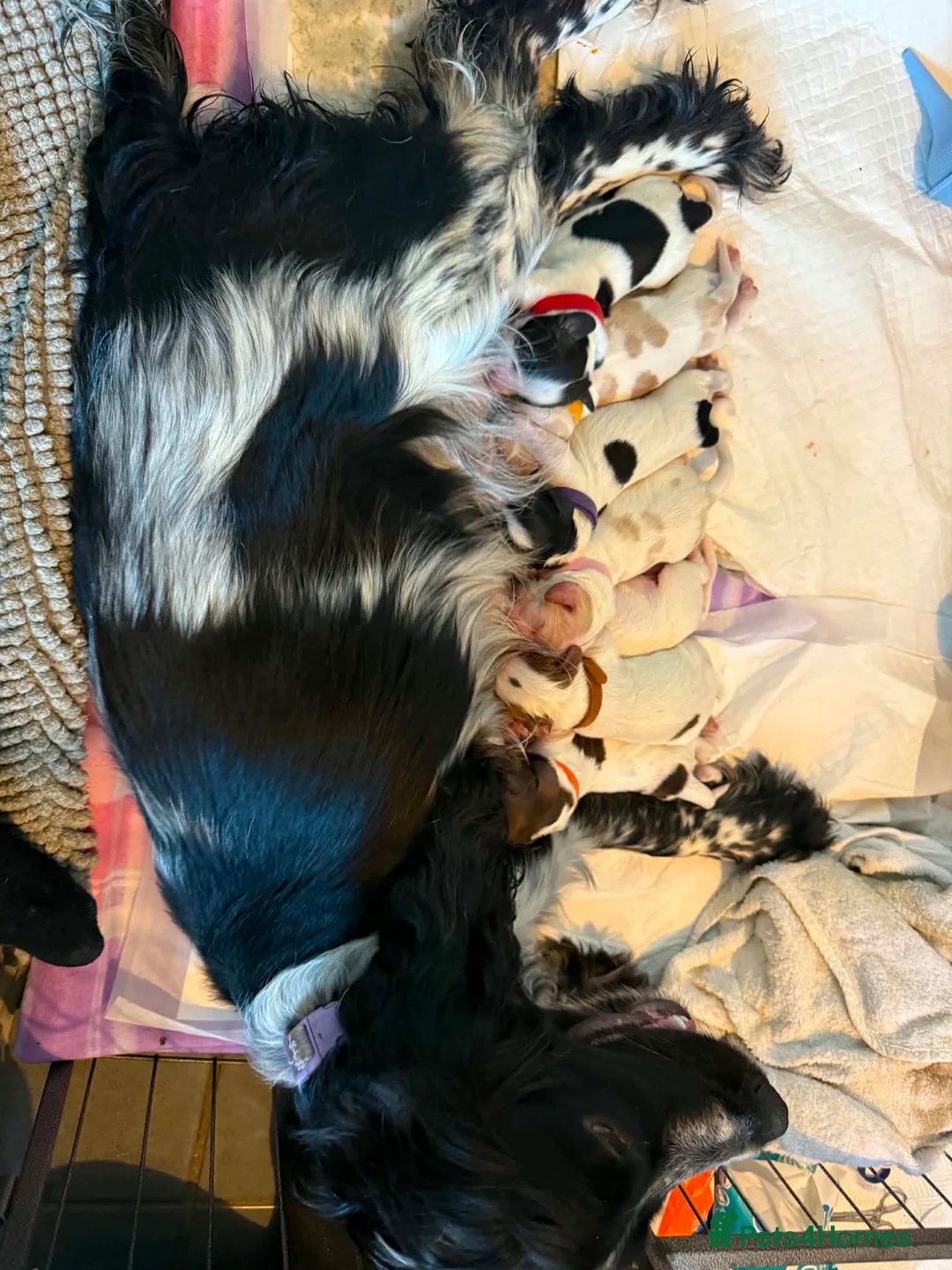 Cocker Spaniel dogs for sale:  Beautiful Litter of Show Cocker Spaniels  - Advert 2