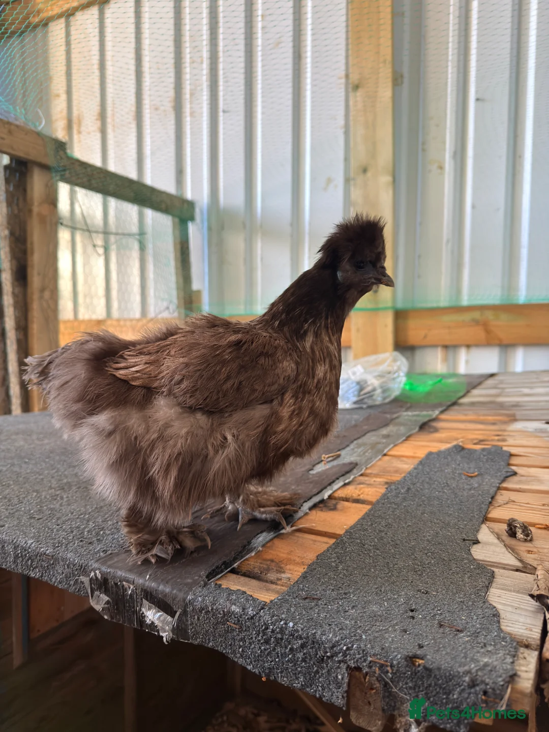 Chickens poultry for sale: Silkie chicks  - Advert 7