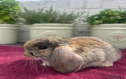 Mini Lop rabbits for sale: Mini Lop Baby Rabbits/Bunnies  - Image 3