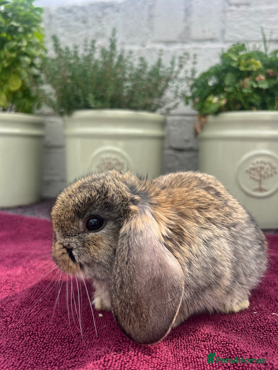 Mini Lop rabbits for sale: Mini Lop Baby Rabbits/Bunnies  - Image 3