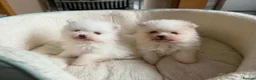 Pomeranian dogs for sale: Pomeranian Puppies Available For Sale - Advert 10