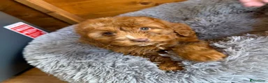 Cockapoo 1