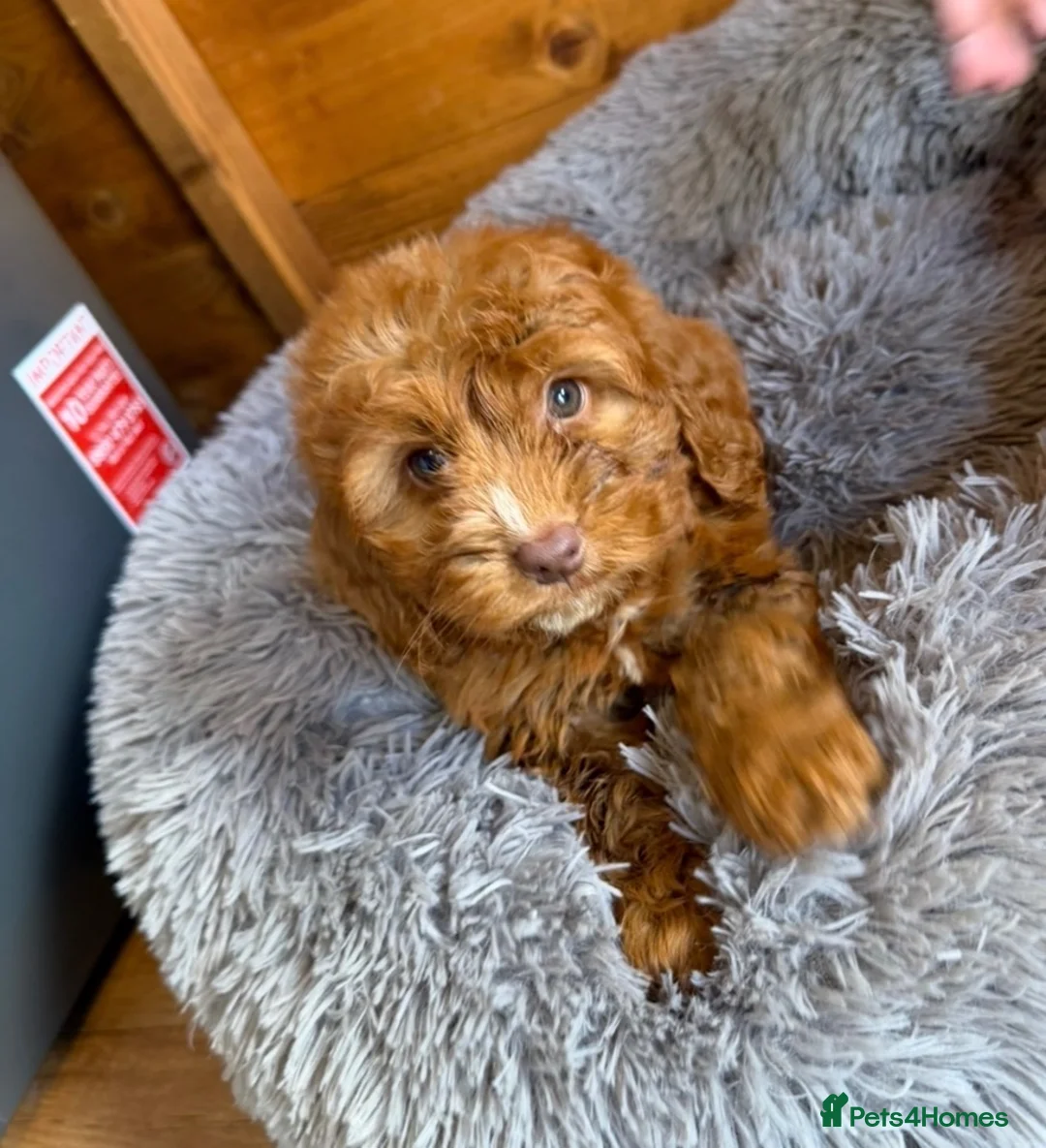 Cockapoo dogs for sale: Fox red cocapoos  - Advert 2