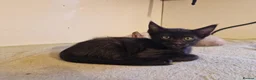 Mixed Breed cats for sale: Bengal,Siamese, Maine coon mix kittens.  - Advert 5
