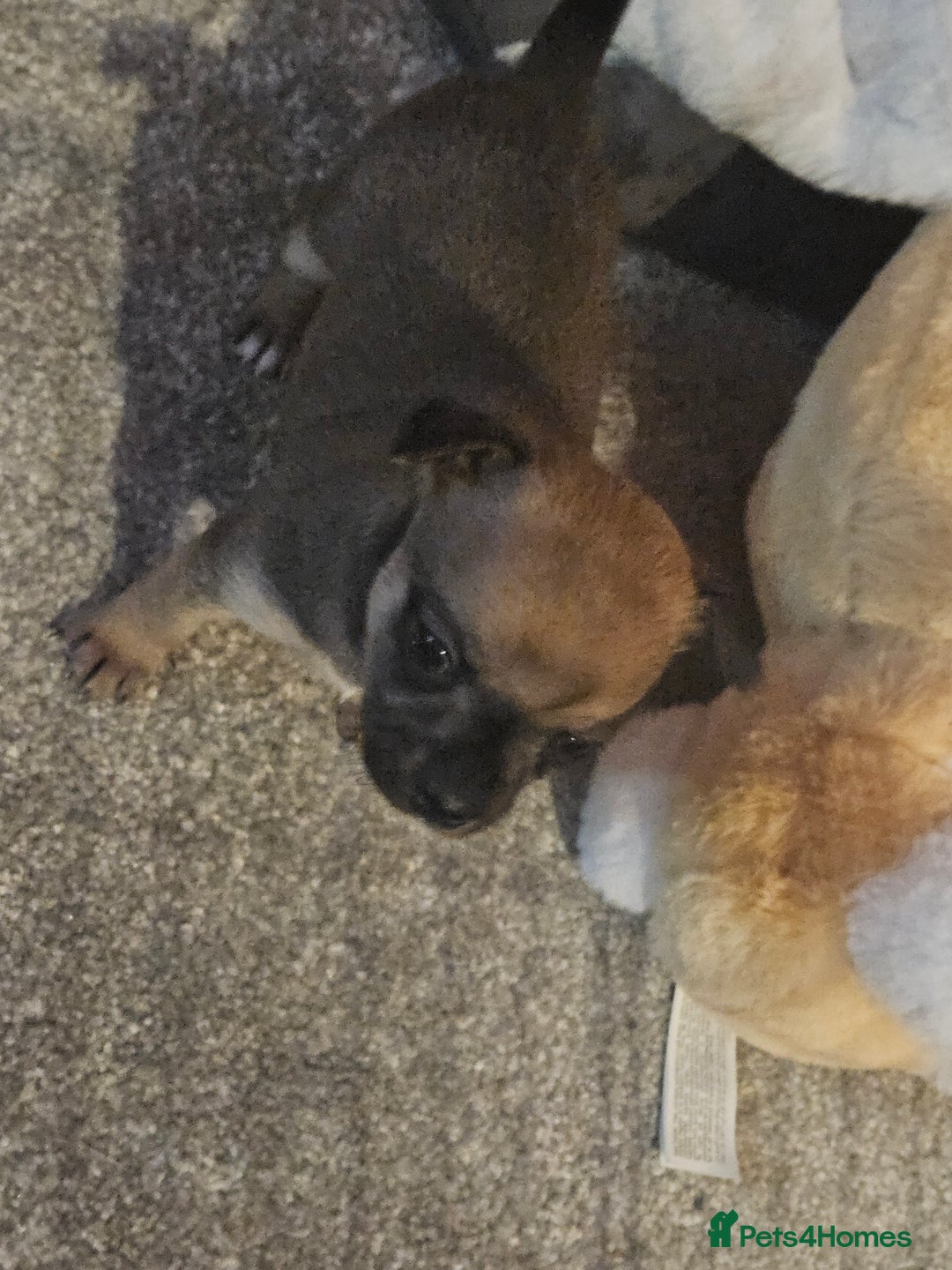 Chihuahua dogs for sale: 2x 13 old week beautiful Chihuahua Pups for sale  - Advert 23