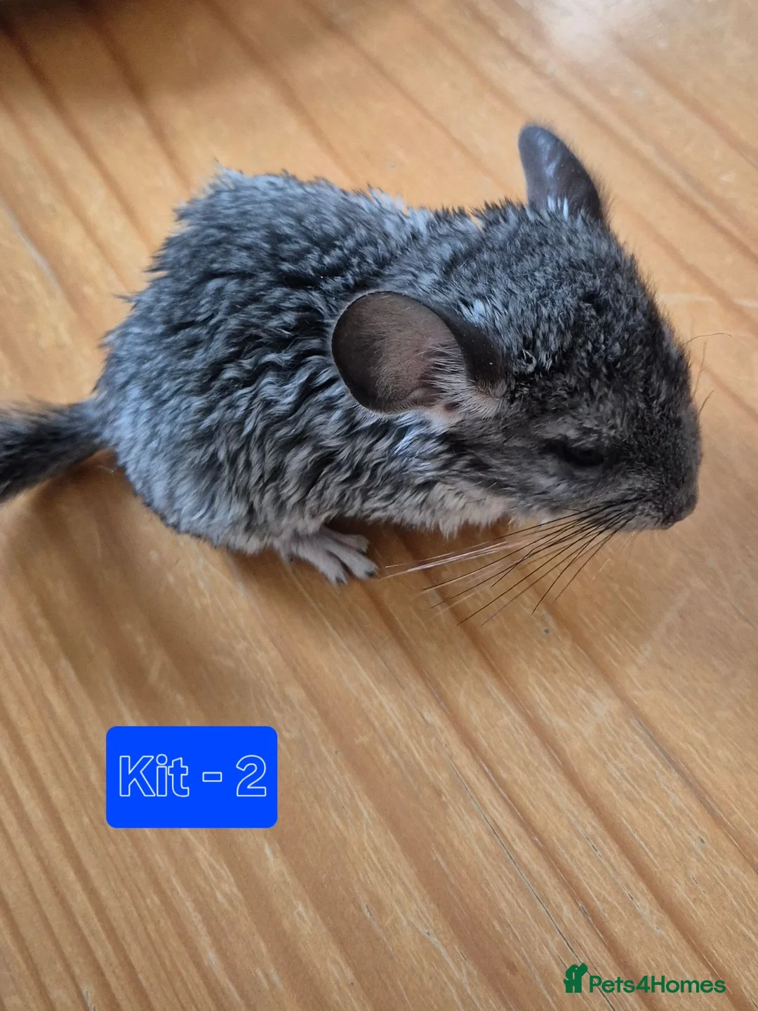 Chinchilla rodents for sale: Male chinchilla + unsexed kits - Advert 9