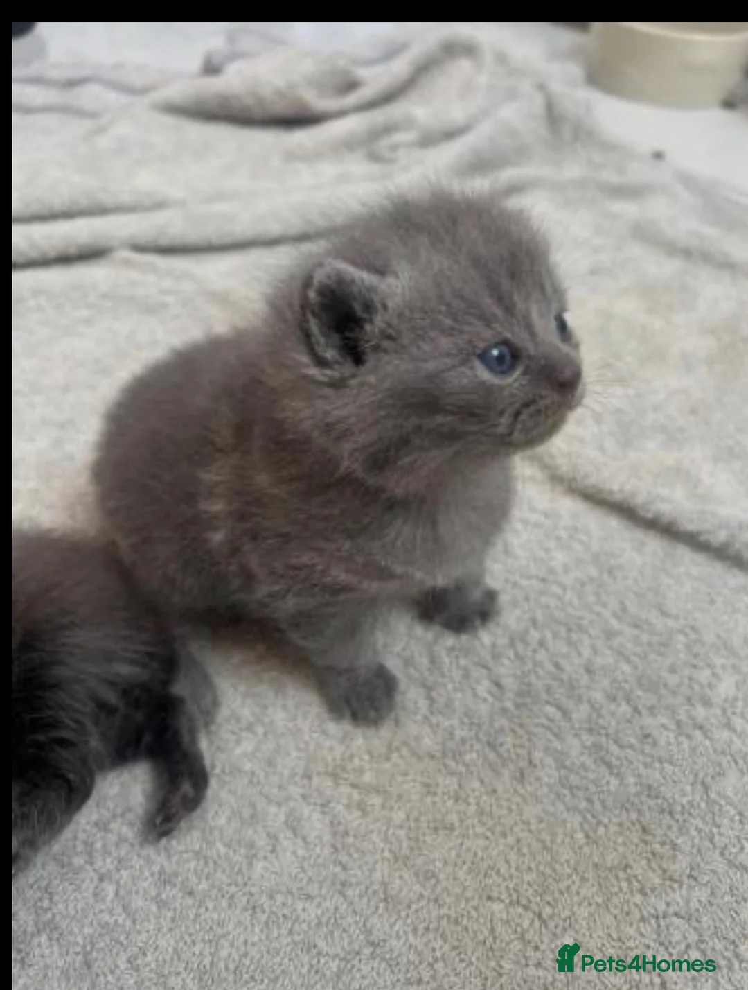 British Shorthair cats for sale: British shorthair beautiful kittens  - Advert 3