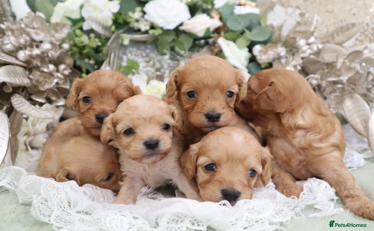 Cavapoo dogs - Advert 3