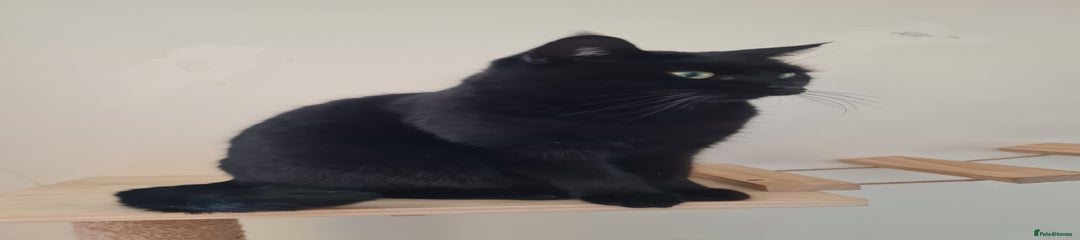 Domestic Shorthair Kitten 1