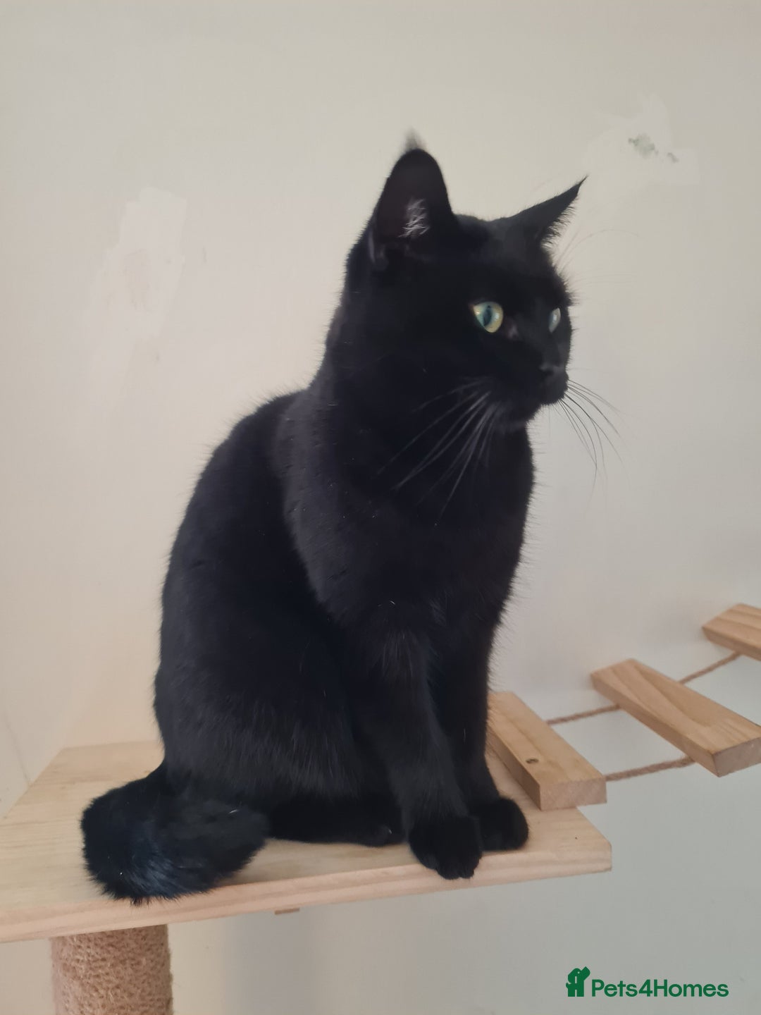 Domestic Shorthair cats for sale: 4 year old female cat - Image 2